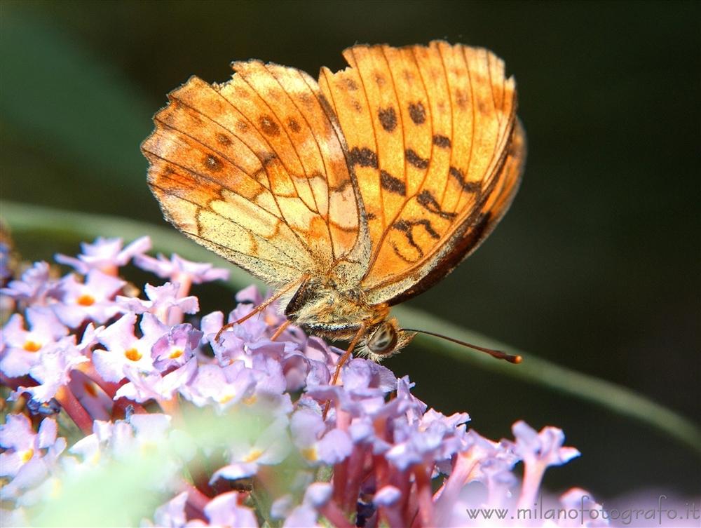 Cadrezzate (Varese) - Farfalla Argynnis paphia su  Buddleja davidii